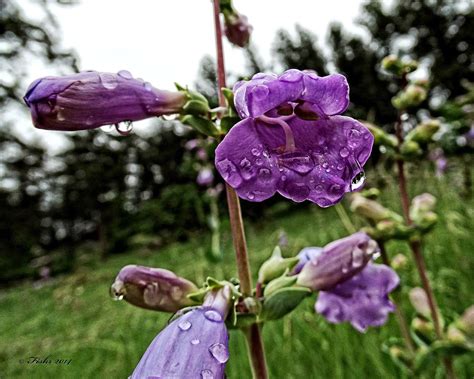 Rain on Flowers Photograph by Fiskr Larsen - Fine Art America