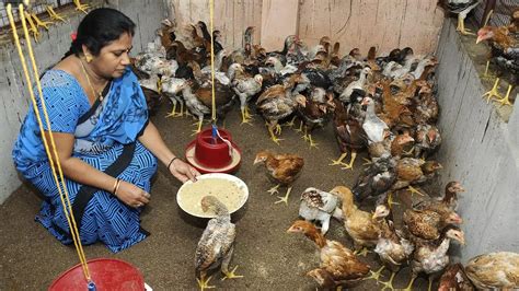 Poultry And Poverty The Hindu BusinessLine