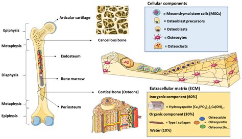 Polymers Free Full Text Applications Of Polymeric Composites In