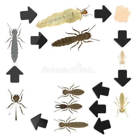 termite life cycle stages - End Cyberzine Photogallery