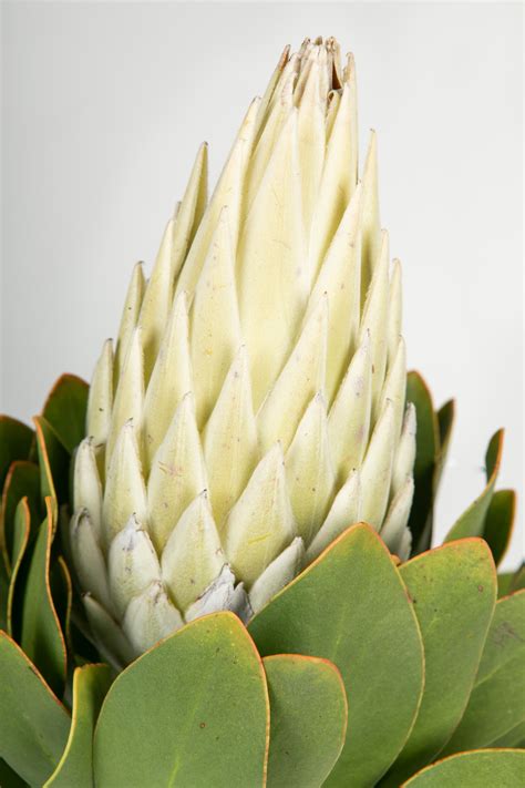 Protea King White Wafex