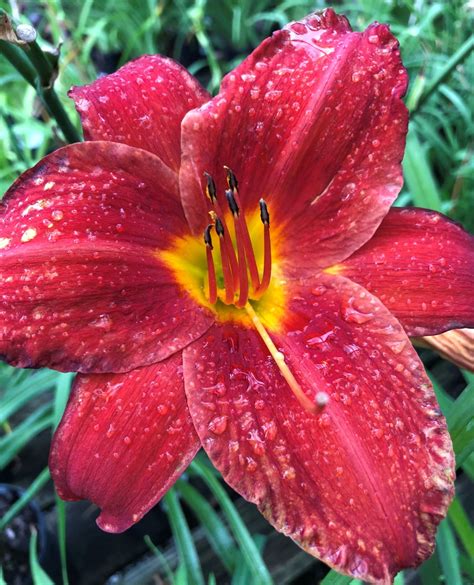 Buy Chicago Apache Daylily Plants Stadler Nurseries