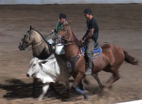 Termina neste domingo 8 a Vaquejada do Parque J Lucena em São José