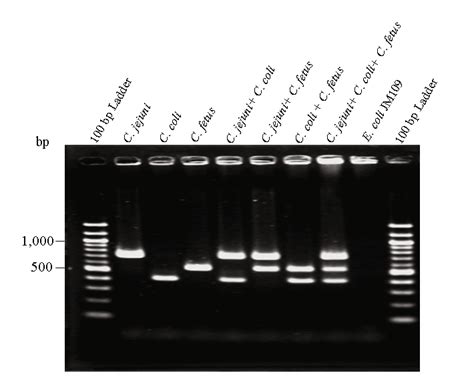 Detection Of Cdtb Gene Of C Jejuni C Coli And C Fetus By The Cdt