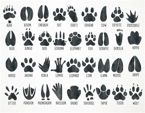 Watercolor Animal Tracks Clipart Footprints Clipart - Etsy Polska ...