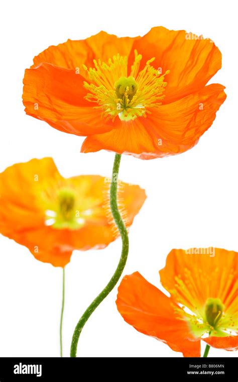 Iceland Poppy Hi Res Stock Photography And Images Alamy