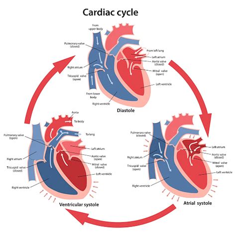 Cardiac Cycle Physiology Diagram Phases And Sample Questions