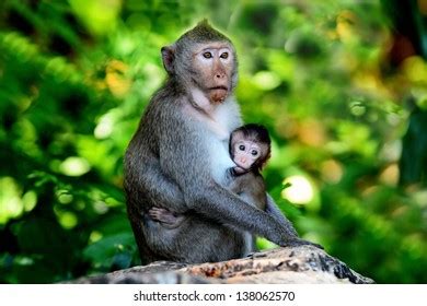 Baby Monkey Sucking Breast Milk Stock Photo 138062570 | Shutterstock