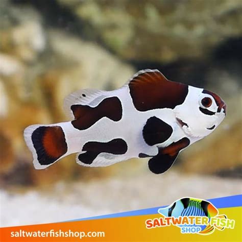 Black Storm clownfish for sale | baby black storm clown fish for sale