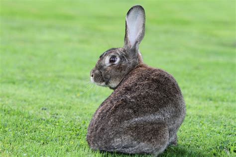 Animal Conejo Mamífero Foto Gratis En Pixabay Pixabay