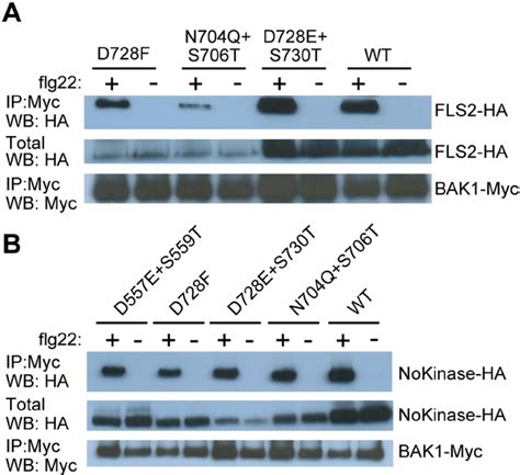 Mutations In The Conserved C Terminal Region Of The FLS2 LRR Domain Did