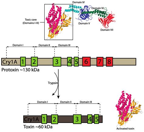 Toxins Free Full Text Bacillus Thuringiensis Toxins An Overview Of