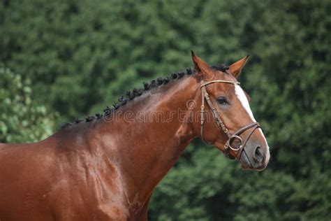 bay horse  bridle portrait  summer stock image image  bridle