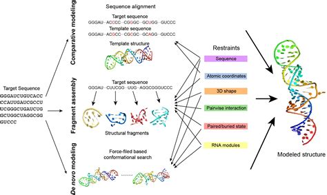 Frontiers Advances In Rna D Structure Modeling Using Experimental Data