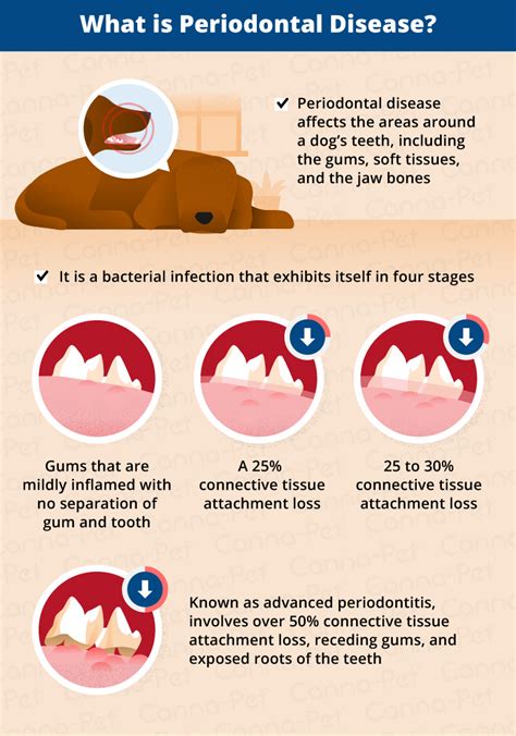 Periodontal Disease In Senior Dogs Canna Pet®