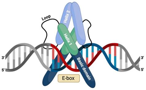 Ijms Free Full Text The Bhlh Transcription Factors In Neural