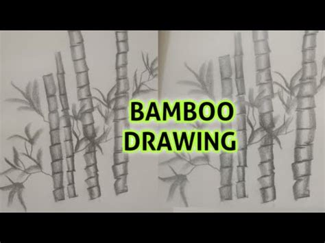 How To Draw A Bamboo Tree Pencil Shading How To Draw Bamboo Step By