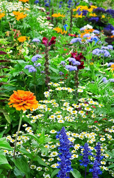 20 Different Type Flowers Names 20 Types Of Green Flowers | Petal Talk