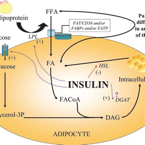 PDF Disordered Fat Storage And Mobilization In The Pathogenesis Of