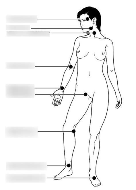 2 3 Pulse Check Points Diagram Quizlet