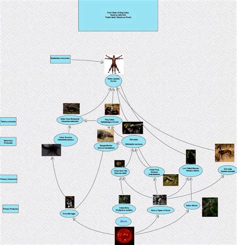 Food Chain - King cobra