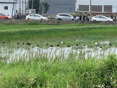 罕見瀕危彩䴉現蹤南台灣 鳥友直奔東港爭睹風采觀光 僑務電子報