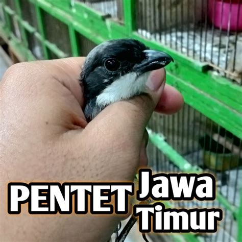 Jual Burung Pentet Jawa Timur Atau Cendet Jantan Bunyi Bahan Rawatan