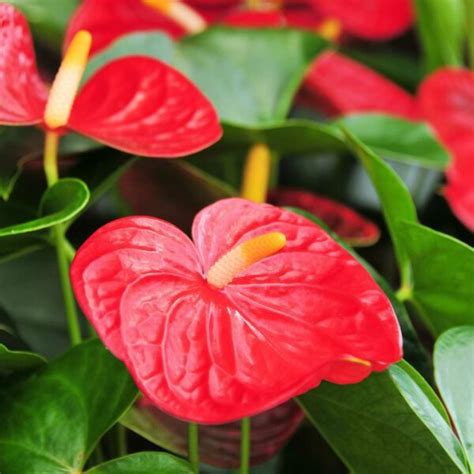 How To Propagate Anthurium | Caring For Propagated Anthurium