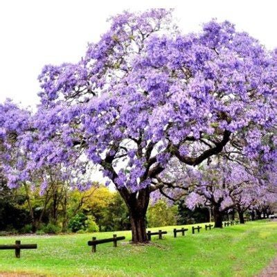 Webinfo France Paulownia Un Arbre Aux Supers Pouvoirs Absorbe