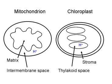 PPT – Figure 10'15 Comparison of chemiosmosis in mitochondria and chloroplasts PowerPoint ...