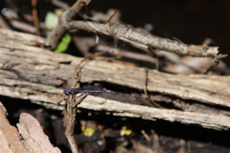 entomology - Damselfly identification - Biology Stack Exchange