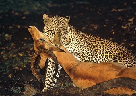 Leopard With Kill Photograph By William Ervinscience Photo Library