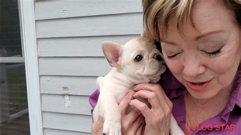 8 Week Old Frenchie Puppy Youtube