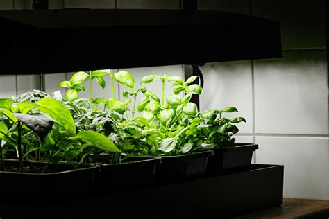 How To Grow Herbs Indoors With Grow Lights: 7 Simple Steps - Swipe Garden