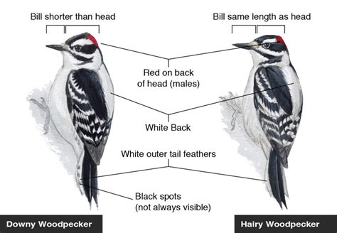 The Hairy Woodpecker: Size and Bill Length Differentiates it from the