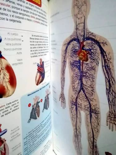 Atlas Visual El Cuerpo Humano Anatomía Y Funciones en venta