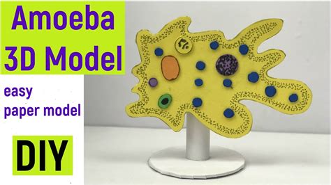 Amoeba 3d Model Amoeba Model Project Biology Project Model Diyas Funplay Diy Youtube