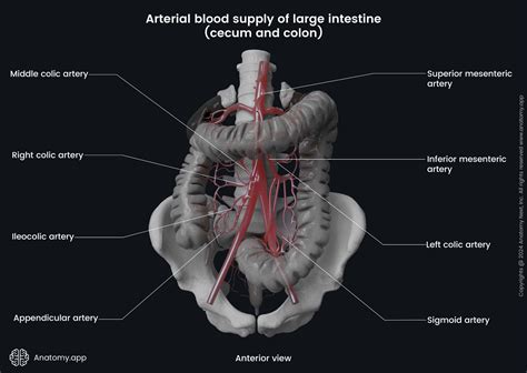 Ileocolic artery | Encyclopedia | Anatomy.app | Learn anatomy | 3D models, articles, and quizzes