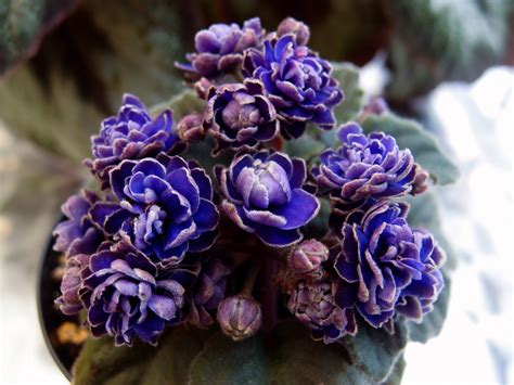 Saintpaulia Ness' Crinkle Blue – Dibleys