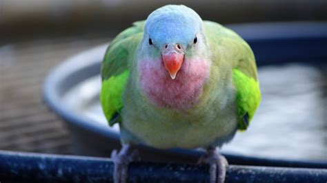 New to Aviculture? – The Avicultural Society of Australia