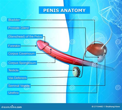 Anatomia Do Pénis Isolada No Azul Ilustração Stock Ilustração De Corpo Macho 27154482