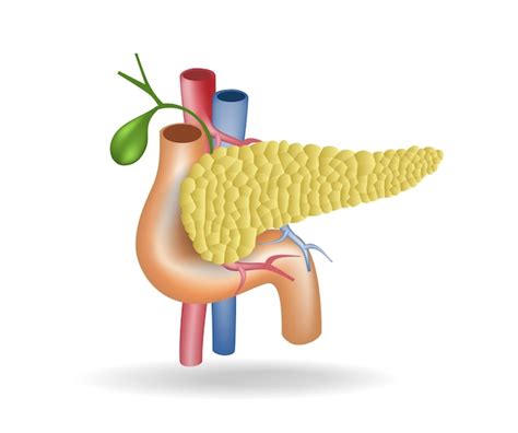 Ilustra O D Plana Isom Trica Do Conceito De Anatomia Do Duto De Vasos