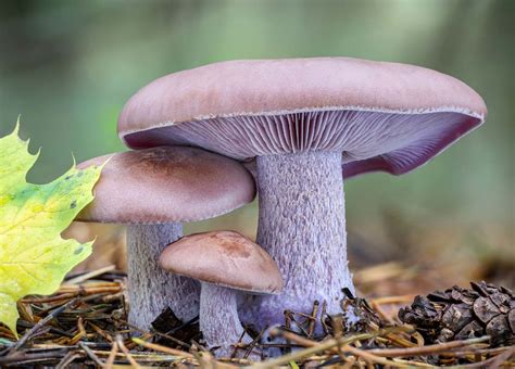 Pied Bleu Le Reconna Tre Le R Colter Et Cuisiner Ce Champignon