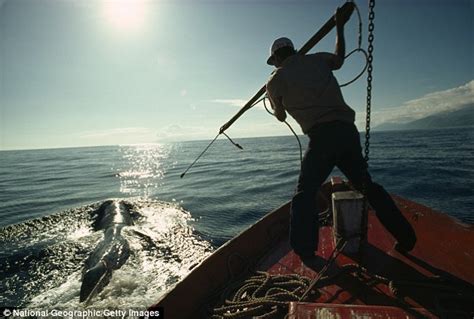 Mankind Slaughtered Three Million Whales In The 20th Century Daily