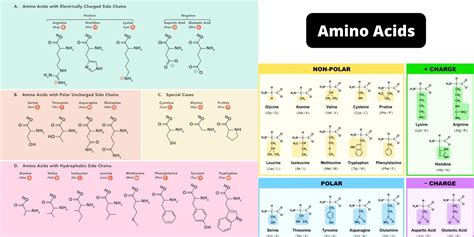 Amino Acids Biology Notes Online