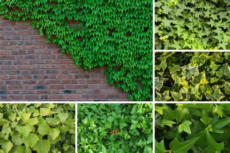 Ivy Plant Types