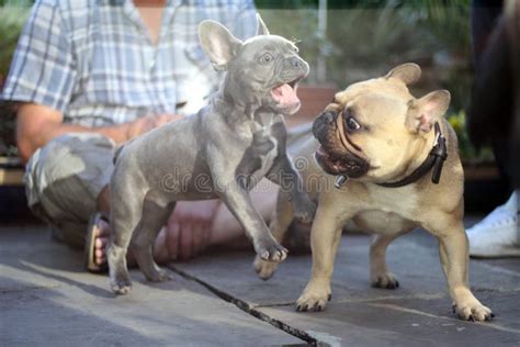 French Bulldog Dog Puppy Playing Together Garden Stock Image - Image of snapshot, funny: 162513959