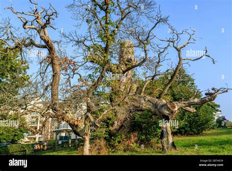 Arbre Remarquable De France Banque De Photographies Et Dimages à Haute