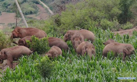 China S Migrating Elephant Herd Travels Further South Global Times