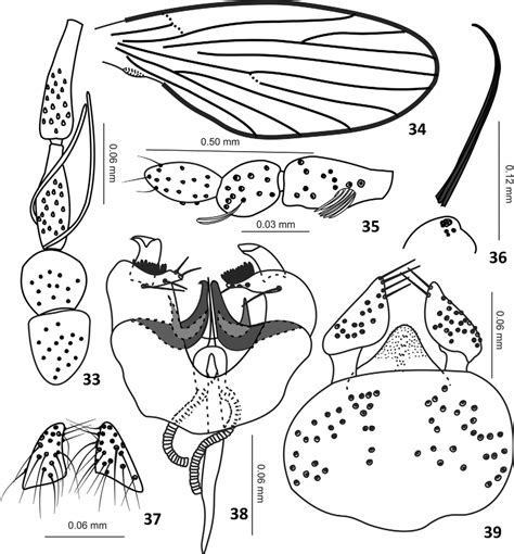 Trichomyia Imarui Sp Nov 33 Scape Pedicel And Basal Flagellomeres